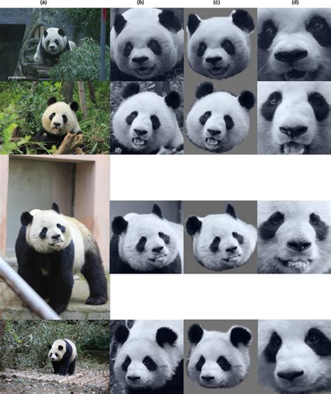 17. panda chen pdf.